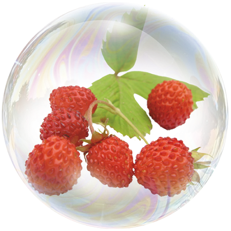 Wild strawberry (Fragaria viridis)**